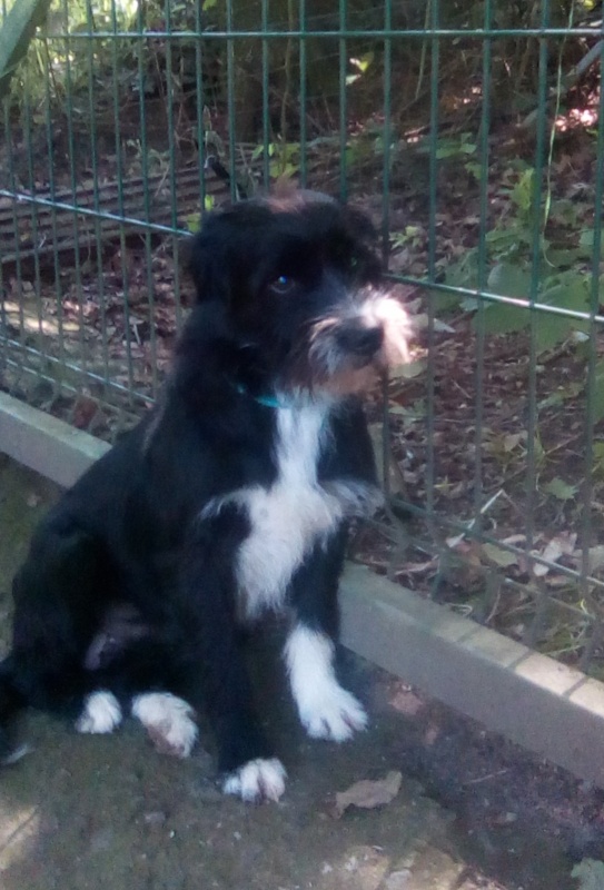 Foto Toby