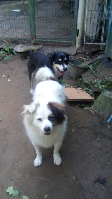 Foto Roki