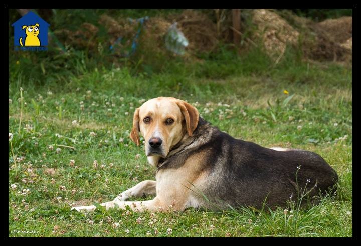 Foto Toby