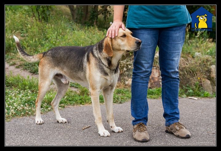 Foto Toby