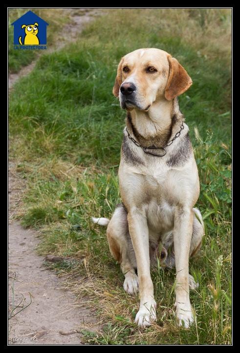 Foto Toby