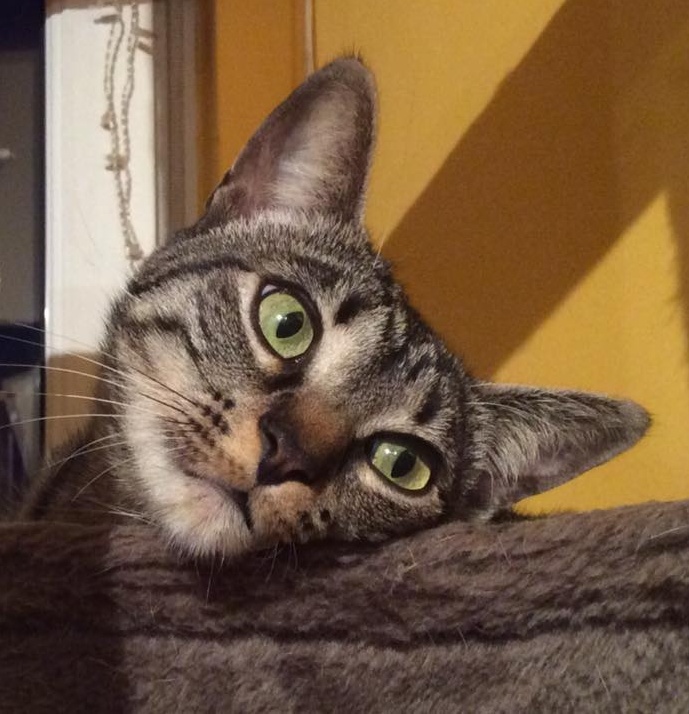 Foto Juno