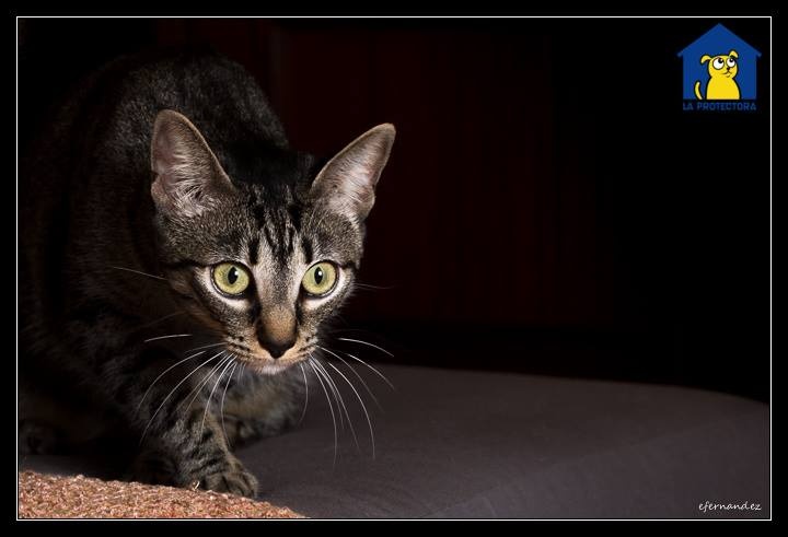 Foto Juno