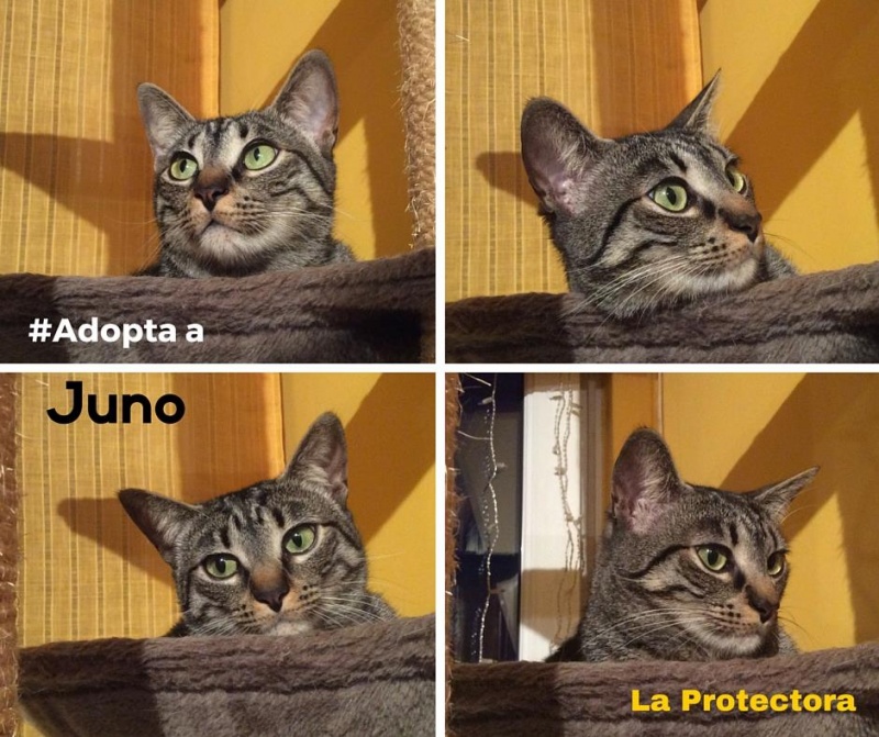 Foto Juno