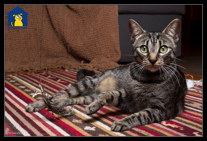 Foto Juno