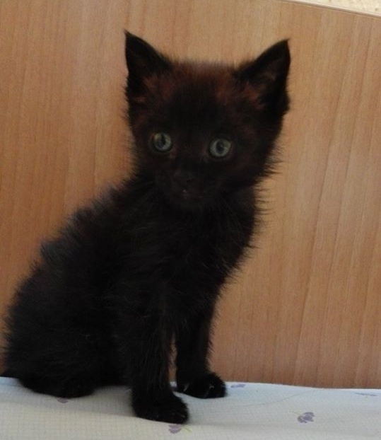 Foto Freddie