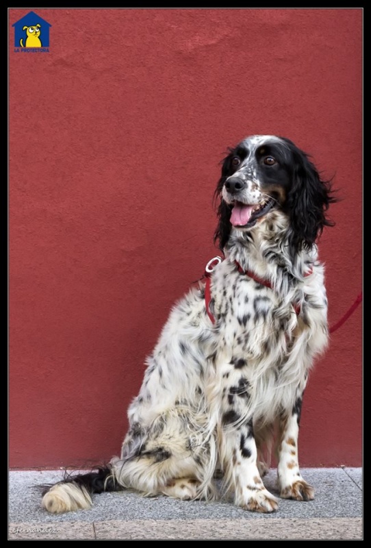 Foto Laika