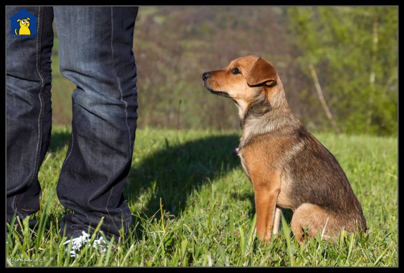 Foto Banjo