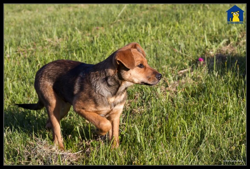 Foto Banjo