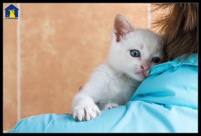 Foto Bubu