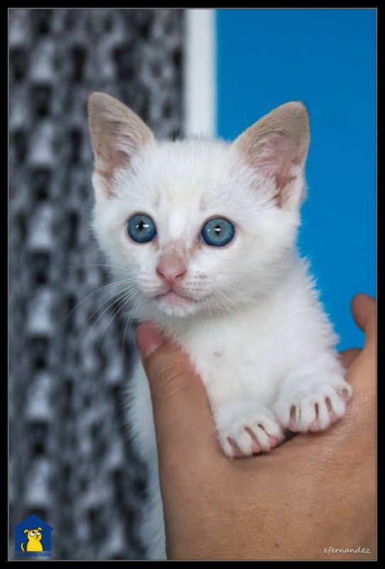 Foto Bubu
