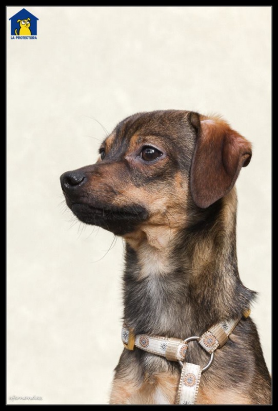 Foto Bongo