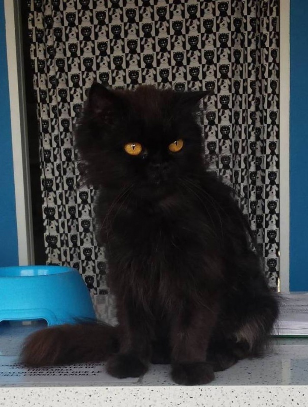 Foto Gizmo
