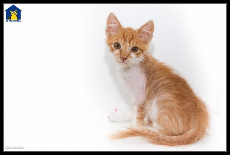Foto Garfield