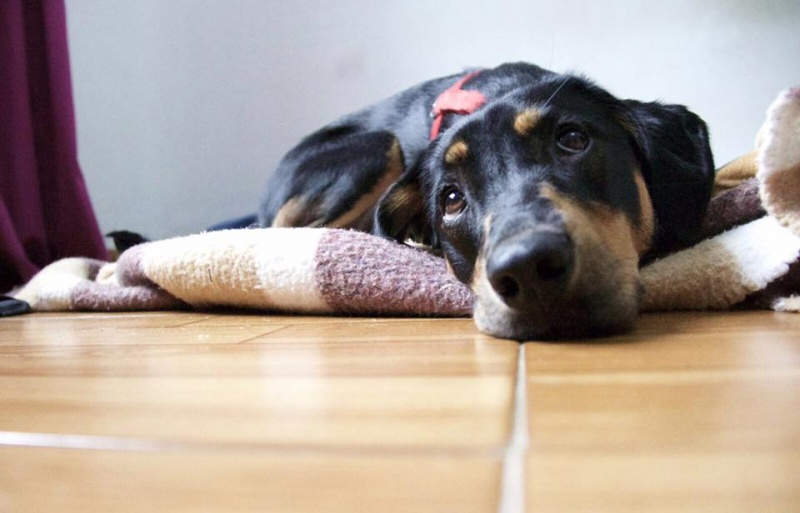 Foto Laika