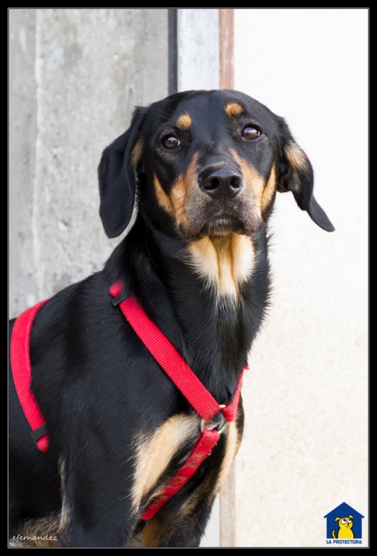 Foto Laika