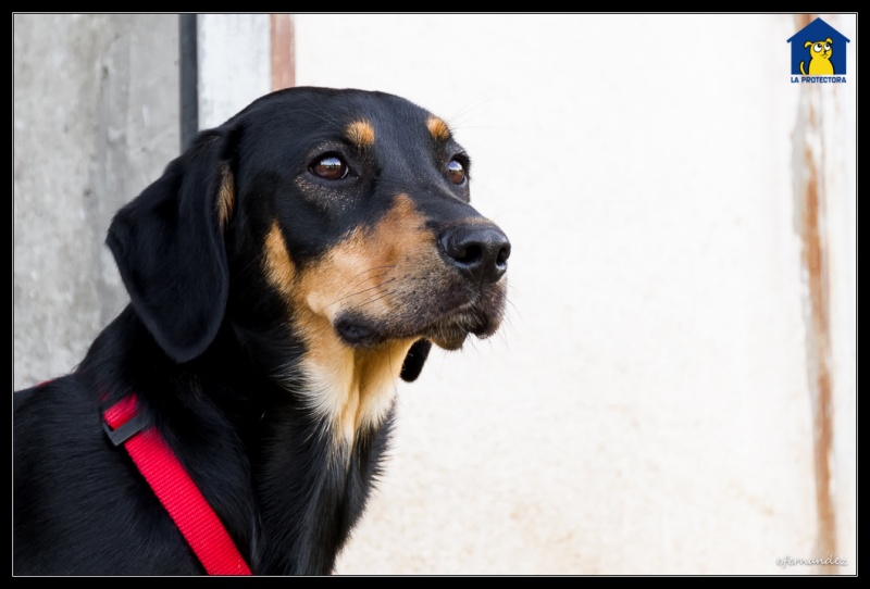 Foto Laika