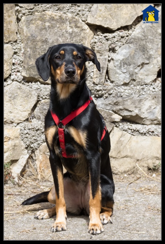 Foto Laika