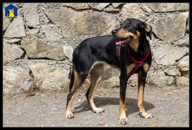 Foto Laika