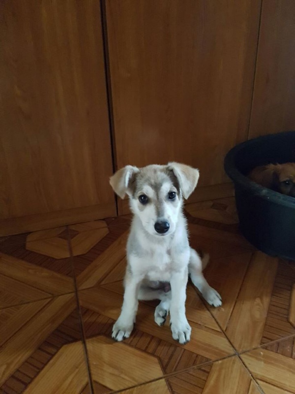 Foto Indi