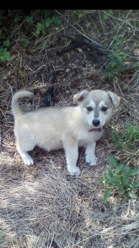 Foto Indi