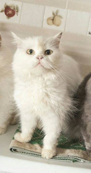 Foto Katty