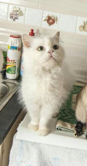 Foto Katty