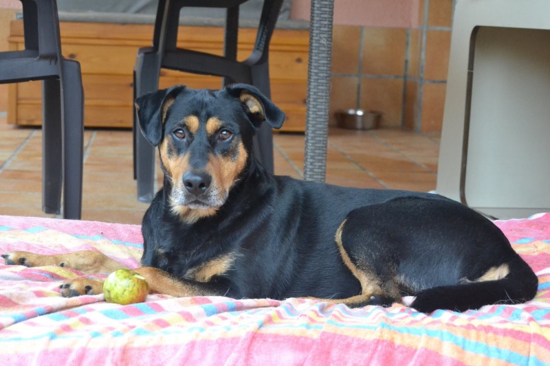 Foto Baloo
