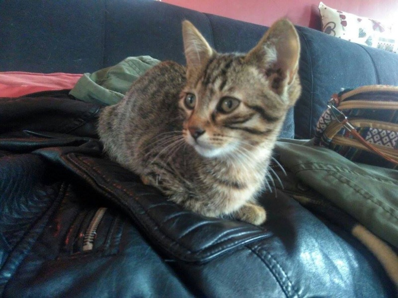 Foto Morgan