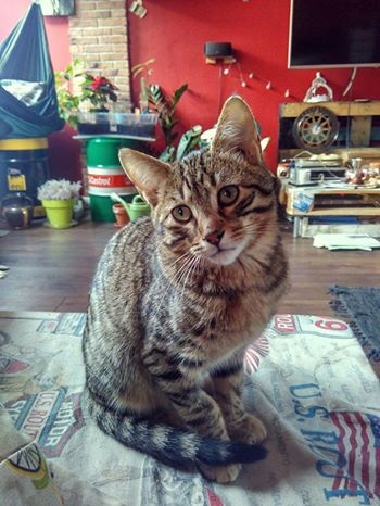 Foto Morgan