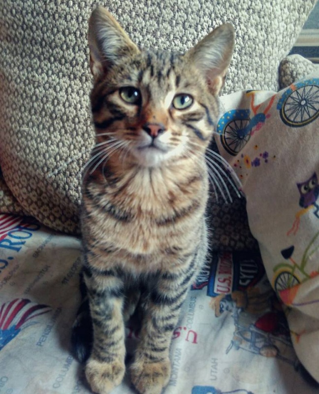 Foto Morgan