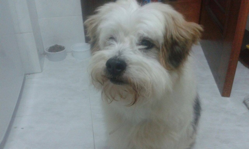 Foto Terry