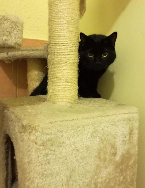 Foto Blacky