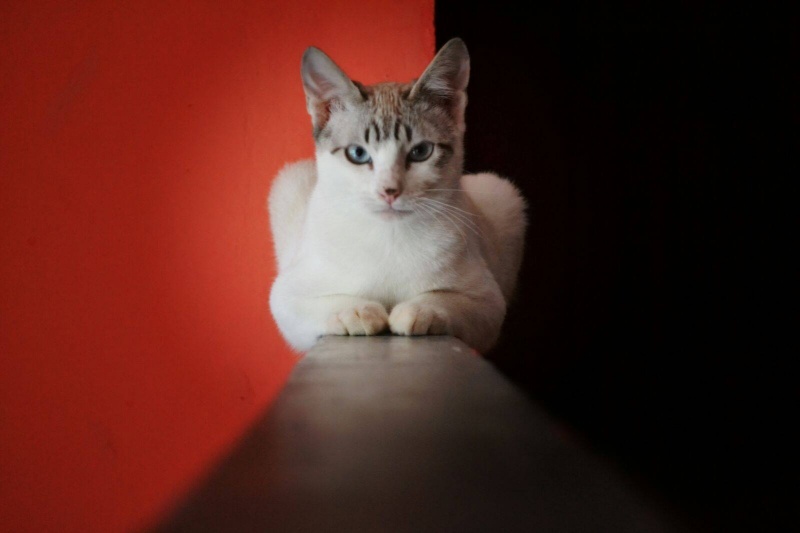 Foto Calypso