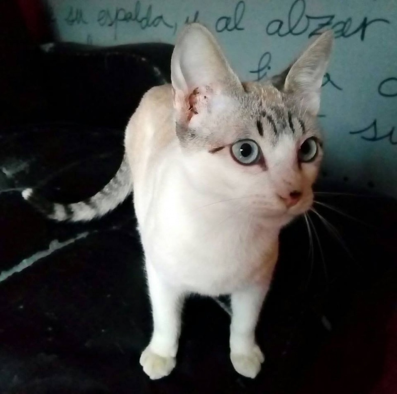 Foto Calypso