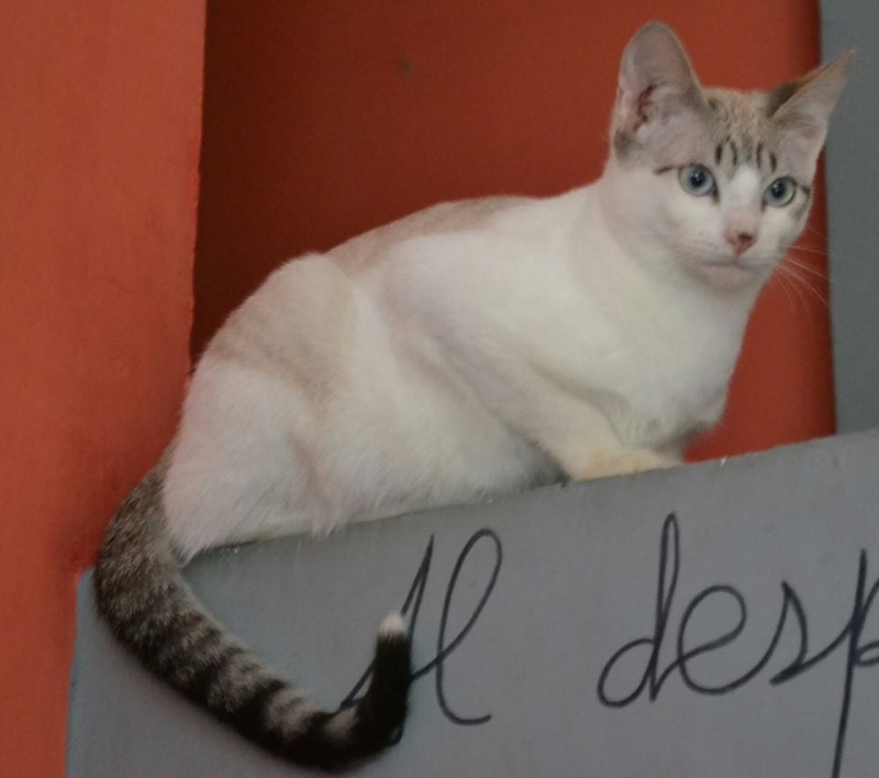 Foto Calypso