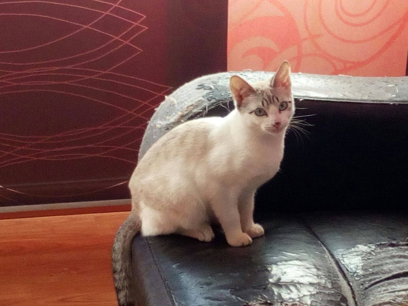 Foto Calypso