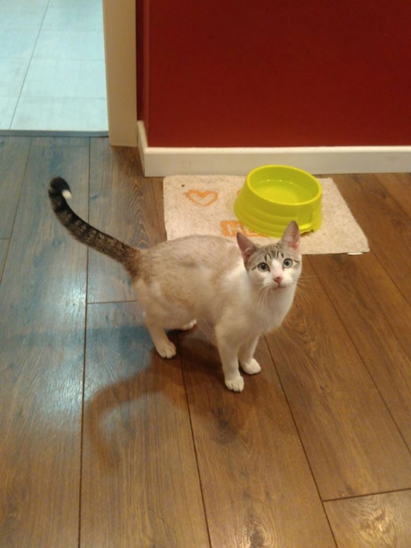 Foto Calypso