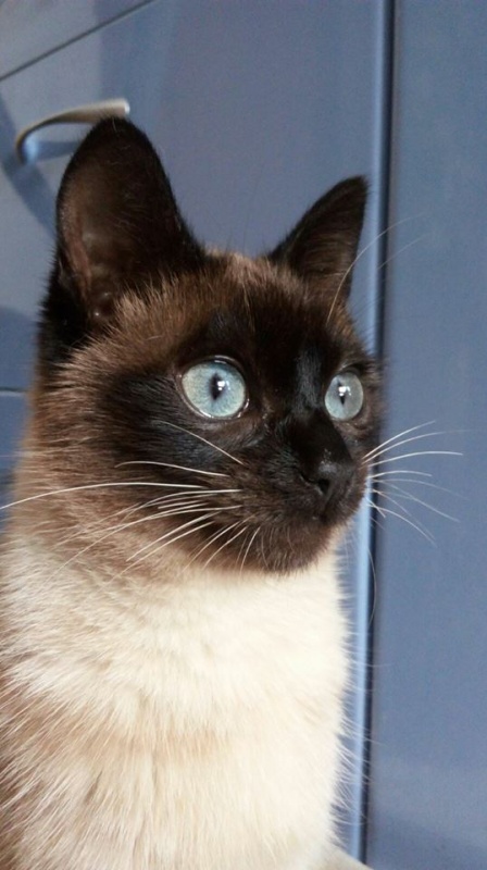 Foto Lia