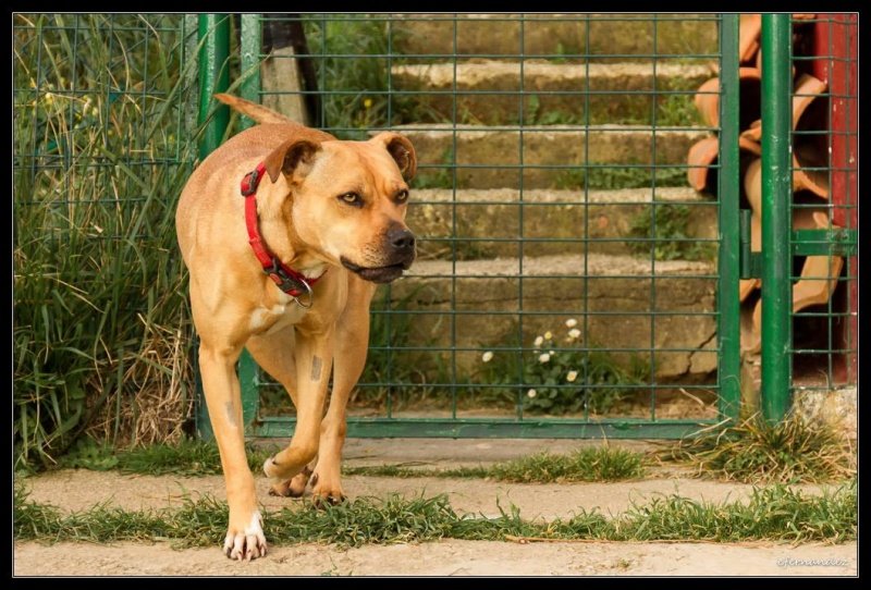Foto Nala