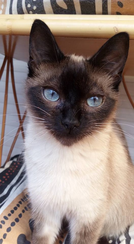 Foto Lia