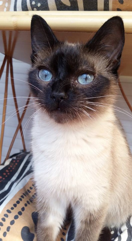 Foto Lia