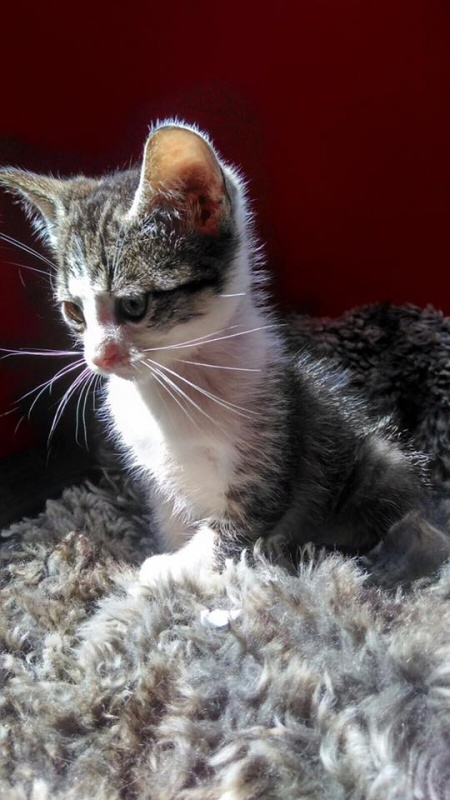 Foto Oliver