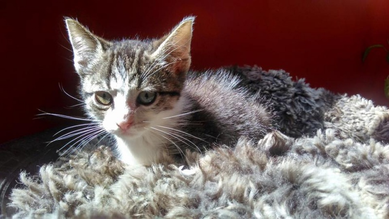 Foto Oliver