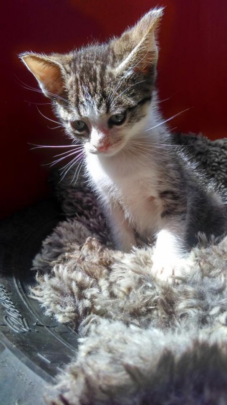 Foto Oliver