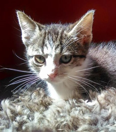 Foto Oliver