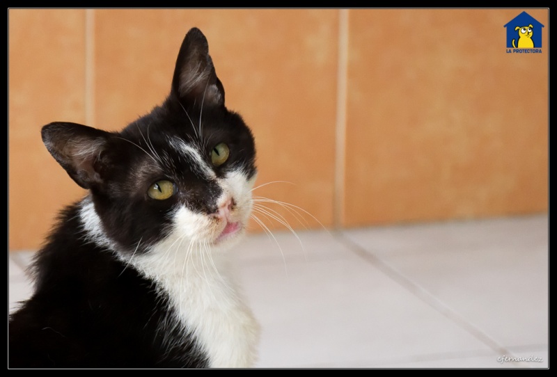 Foto Crispín