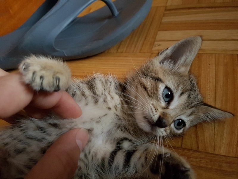 Foto Logan