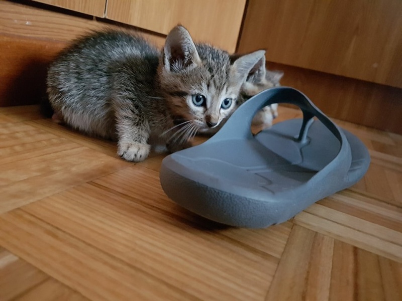 Foto Logan
