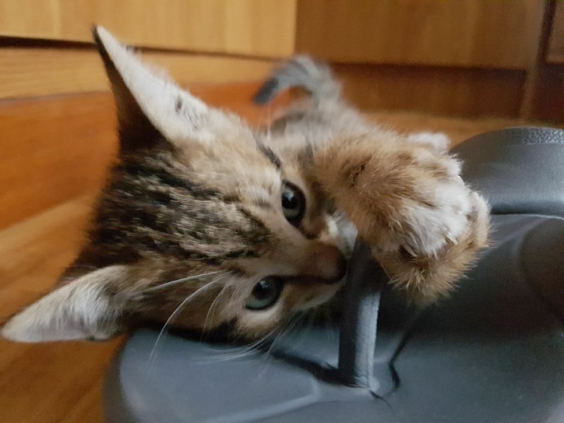 Foto Logan